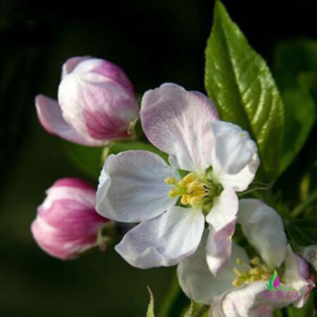 Гідролат яблуневого цвіту